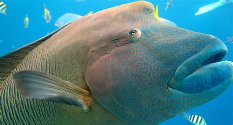 The Colossal Humphead Wrasse .